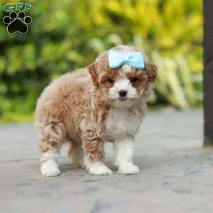 Dolly, Cavapoo Puppy